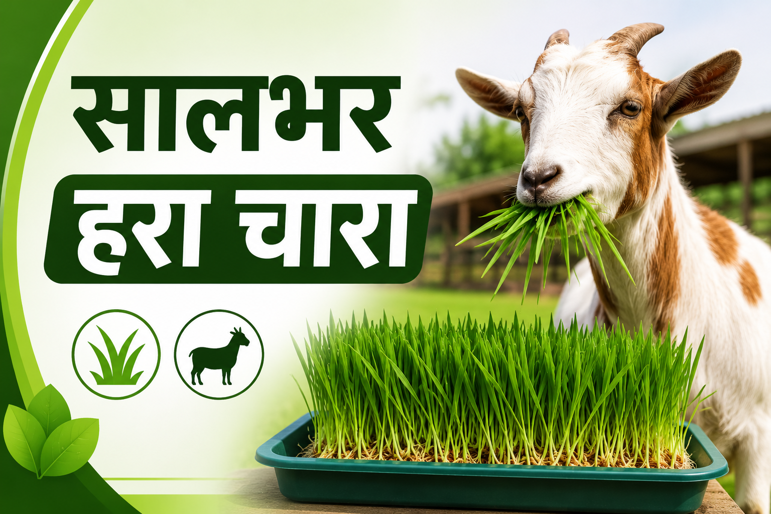 बकरी पालने वाले किसानों के लिए बड़ी पहल, सालभर मिलेगा पौष्टिक हरा चारा Bakriyon Ke Liye Saalbhar Hara Chara Kaise Taiyar Kare