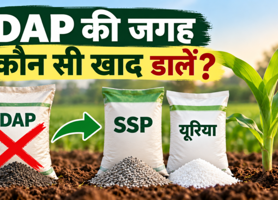 DAP Ki Jagah Kaun Si Khaad Dale?