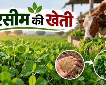 Barseem Ki Kheti Kaise Karein