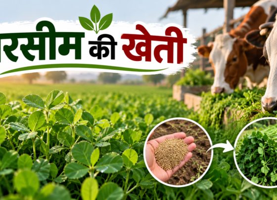 Barseem Ki Kheti Kaise Karein