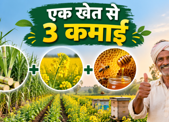 Ganna Sarson Madhumakkhi Palan 3 In 1 Model
