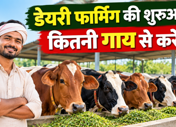 Dairy Farming Ki Shuruaat Kitni Gai Se Karein?