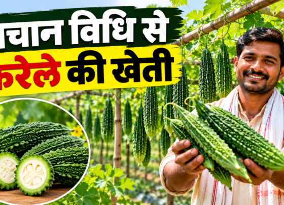 Machan Vidhi Se Karele Ki Kheti