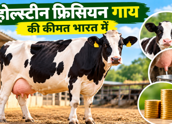 Holstein Friesian Cow Ki Kimat India Mein