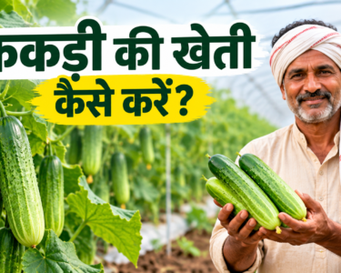 Kakdi Ki Kheti Kaise Kare?