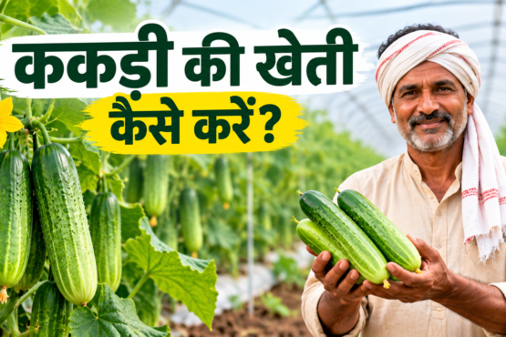Kakdi Ki Kheti Kaise Kare?