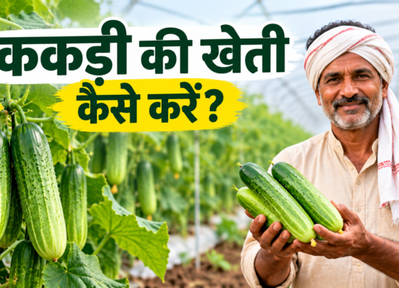 Kakdi Ki Kheti Kaise Kare?
