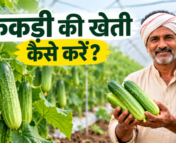 Kakdi Ki Kheti Kaise Kare?