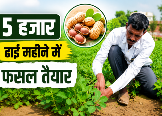Yogendra Singh Moongfali Farming Success Story in UP