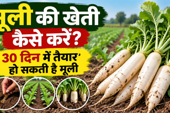 Mooli Ki Kheti Kaise Kare