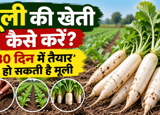 Mooli Ki Kheti Kaise Kare
