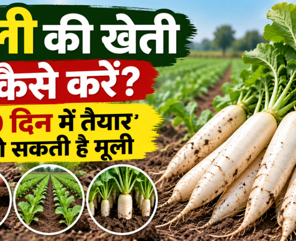 Mooli Ki Kheti Kaise Kare