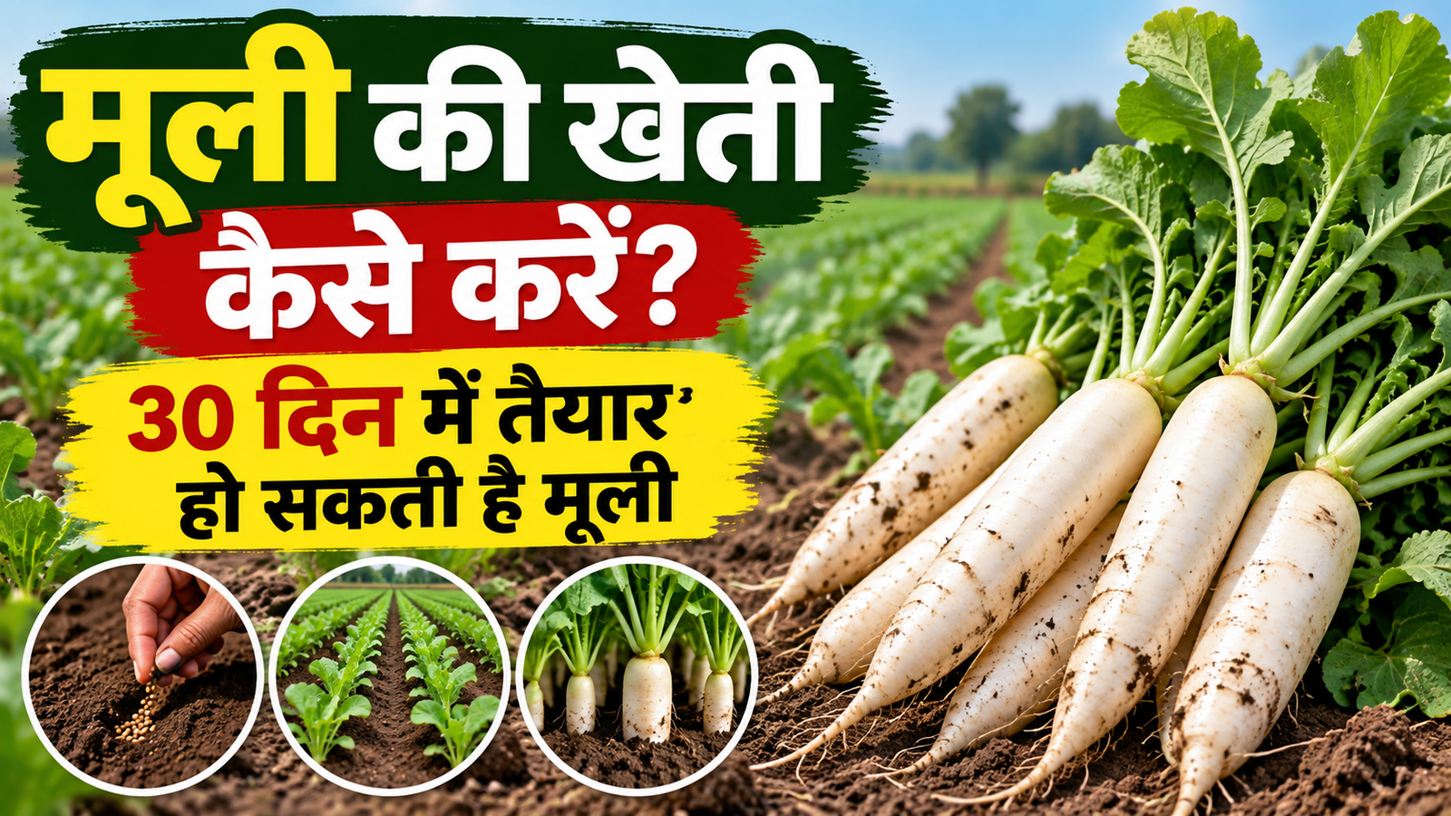 सितंबर में मूली की खेती कैसे करें? 30 दिन में तैयार हो सकती है फसल, जानिए एक्सपर्ट की सलाह Mooli Ki Kheti Kaise Kare?