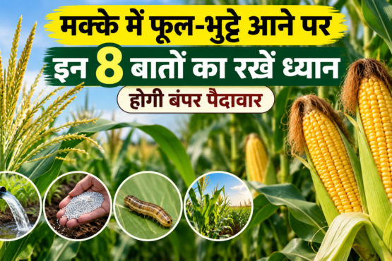 Makke Mein Phool Bhutte Aane Par Kya Kare