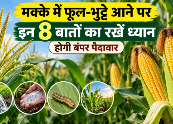 Makke Mein Phool Bhutte Aane Par Kya Kare