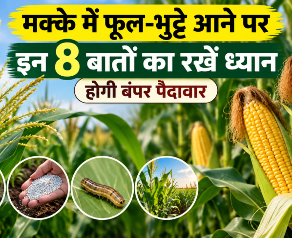 Makke Mein Phool Bhutte Aane Par Kya Kare