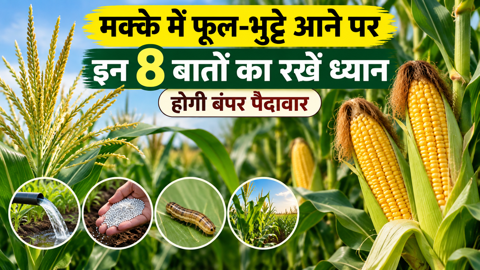 मक्के में फूल-भुट्टे आने पर इन 8 बातों का रखें ध्यान, होगी बंपर पैदावार, कीट-रोगों से फसल रहेगी सुरक्षित Makke Mein Phool Bhutte Aane Par Kya Kare
