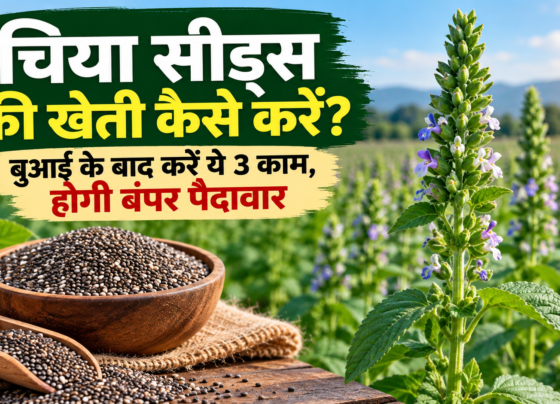 Chia Seeds Ki Kheti Kaise Karein?