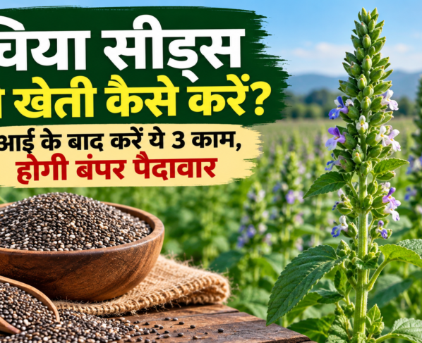 Chia Seeds Ki Kheti Kaise Karein?