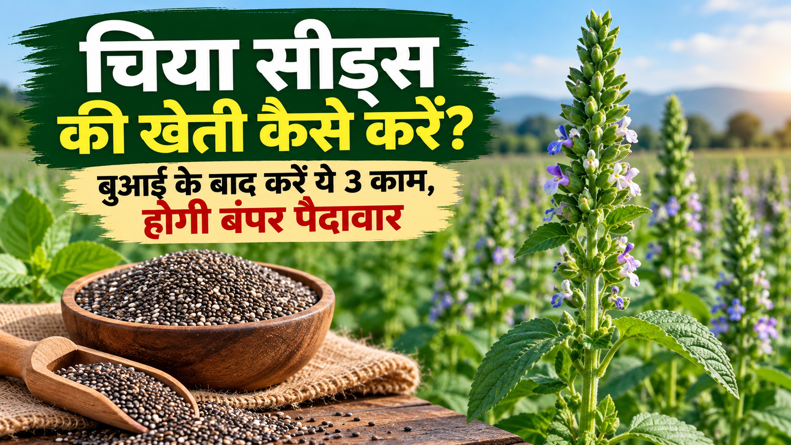 चिया सीड्स की खेती कैसे करें? बुआई के बाद करें ये 3 काम, होगी बंपर पैदावार Chia Seeds Ki Kheti Kaise Karein?
