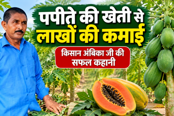 Ambika Papaya Farming Success Story