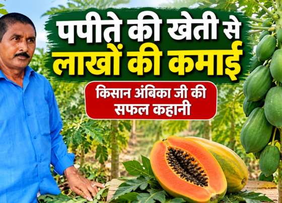 Ambika Papaya Farming Success Story