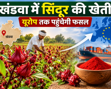 Khandwa Mein Sindoor Ki Kheti