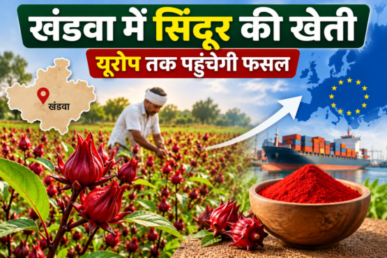 Khandwa Mein Sindoor Ki Kheti