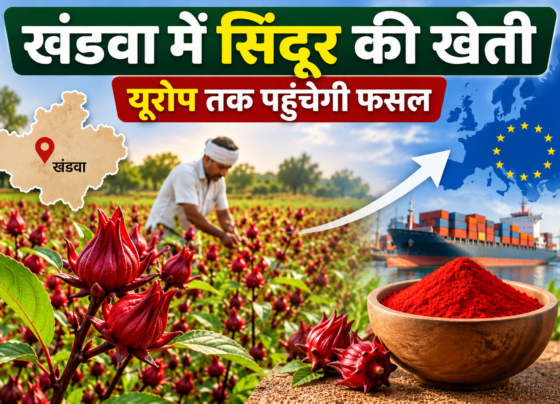 Khandwa Mein Sindoor Ki Kheti