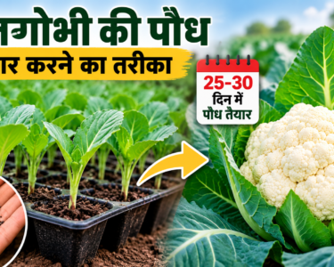 Phoolgobhi Ki Paudh Taiyar Karne Ka Tarika