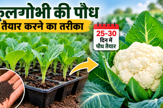 Phoolgobhi Ki Paudh Taiyar Karne Ka Tarika