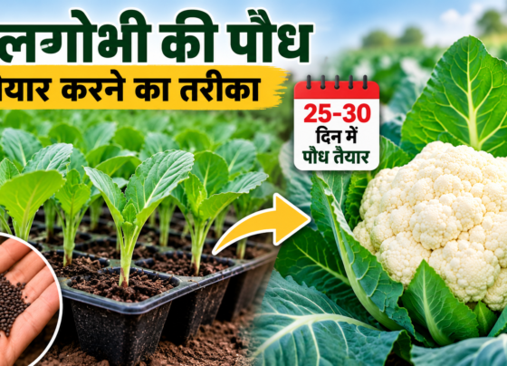 Phoolgobhi Ki Paudh Taiyar Karne Ka Tarika
