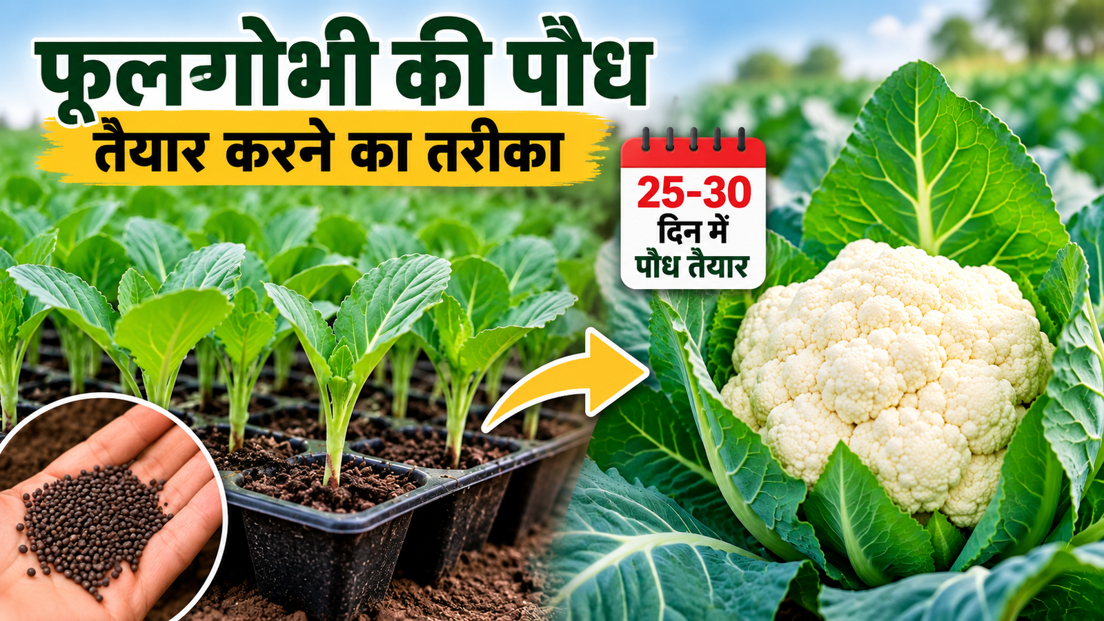 फूलगोभी की खेती में शुरुआत की ये गलती पड़ सकती है भारी, मजबूत पौध तैयार करने के लिए अपनाएं ये तरीका  Phoolgobhi Ki Paudh Taiyar Karne Ka Tarika