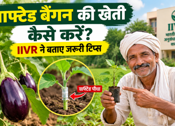 Grafted Baingan Ki Kheti Kaise Kare