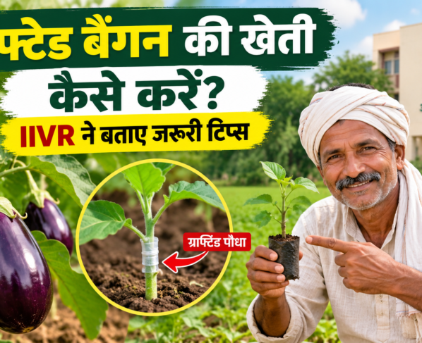 Grafted Baingan Ki Kheti Kaise Kare