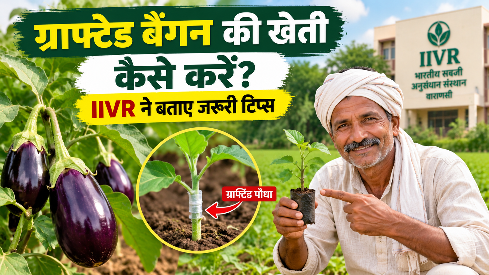 UP के किसानों के लिए गेम चेंजर तकनीक, IIVR ने बताए जरूरी टिप्स Grafted Baingan Ki Kheti Kaise Kare