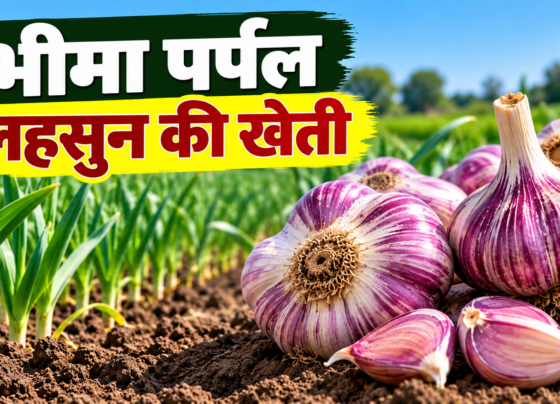Bhima Purple Lahsun Ki Kheti