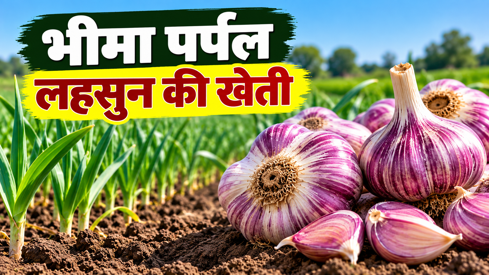 अक्टूबर में करें भीमा पर्पल लहसुन की खेती, 120 से 135 दिनों में मिलेगी अच्छी पैदावार Bhima Purple Lahsun Ki Kheti
