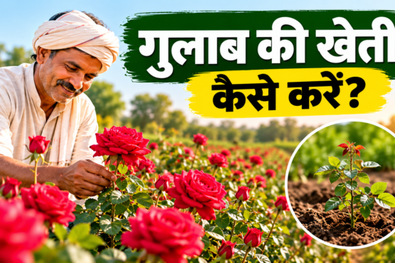 Gulab Ki Kheti Kaise Kare?