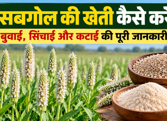 Isabgol Ki Kheti Kaise Karein?