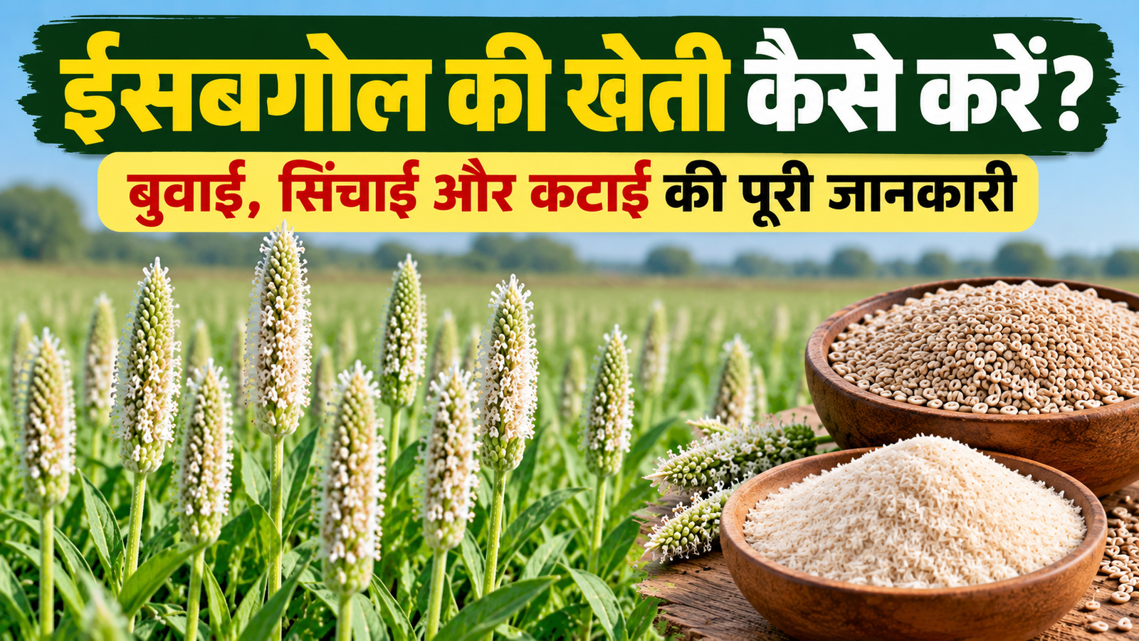 राजस्थान में ईसबगोल की खेती कैसे करें? जानिए बुवाई से लेकर कटाई तक पूरी जानकारी Isabgol Ki Kheti Kaise Karein?
