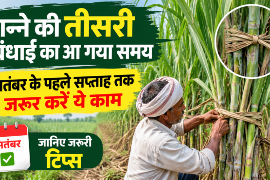 Ganne Ki Teesri Bandhai Kab Kare