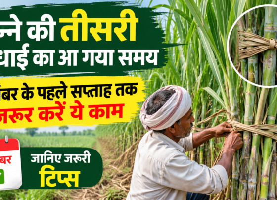 Ganne Ki Teesri Bandhai Kab Kare