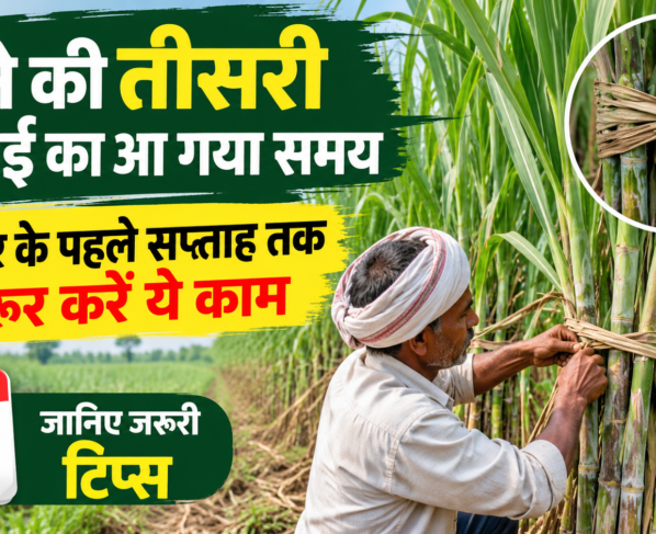 Ganne Ki Teesri Bandhai Kab Kare