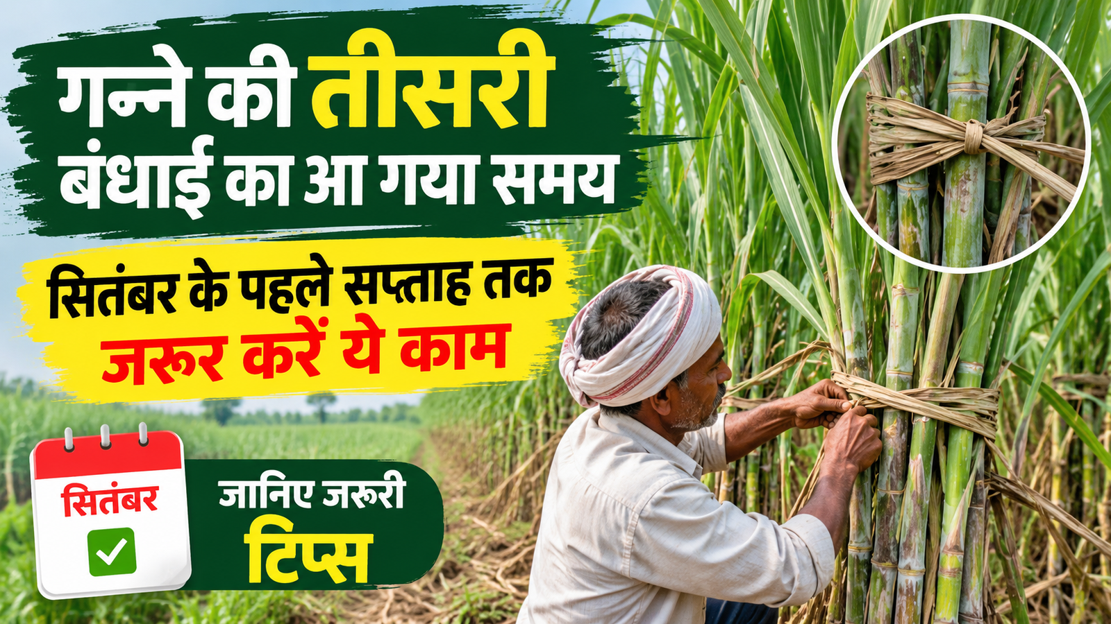 गन्ने की तीसरी बंधाई कब करें? सितंबर के पहले सप्ताह तक जरूर करें ये जरूरी काम Ganne Ki Teesri Bandhai Kab Kare