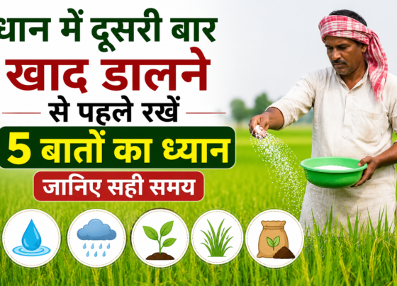 Dhan Mein Dusri Baar Khad Kab Dalen