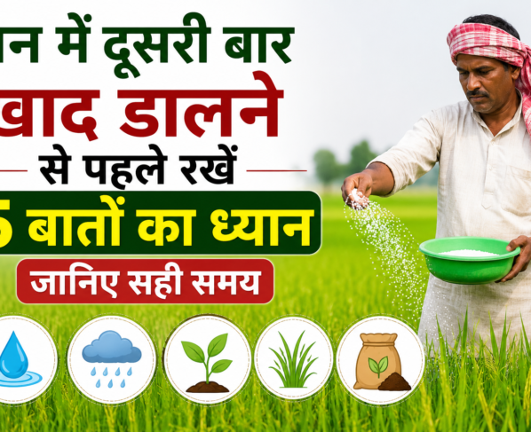 Dhan Mein Dusri Baar Khad Kab Dalen