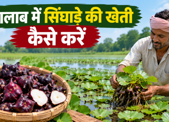 Talab Me Singhara Ki Kheti Kaise Kare