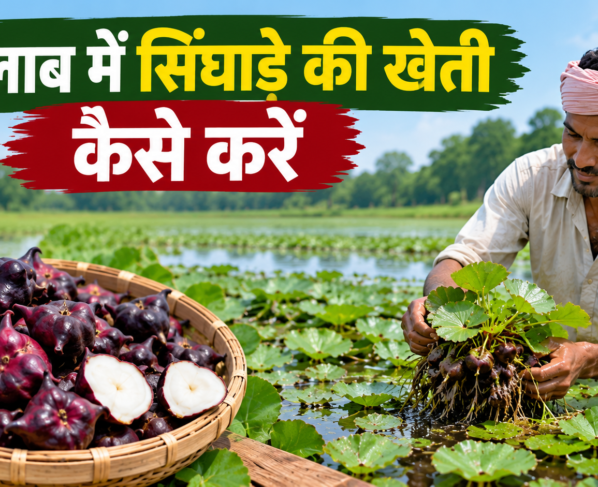 Talab Me Singhara Ki Kheti Kaise Kare