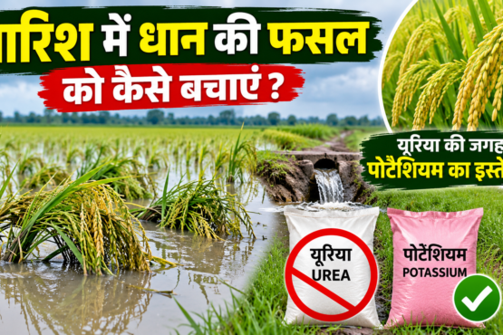 Barish Mein Dhan Ki Fasal Ko Kaise Bachayen